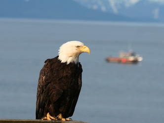 Alaska Photos 4 - Fishing, Vacationing, Sightseeing, Whale Watching ...
